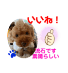 トイプードル（晴明）6（個別スタンプ：17）