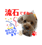 トイプードル（晴明）6（個別スタンプ：18）