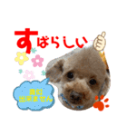 トイプードル（晴明）6（個別スタンプ：19）