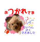 トイプードル（晴明）6（個別スタンプ：20）