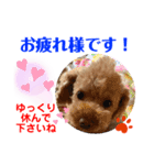 トイプードル（晴明）6（個別スタンプ：21）