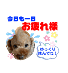 トイプードル（晴明）6（個別スタンプ：22）