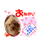 トイプードル（晴明）6（個別スタンプ：25）