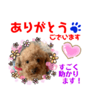トイプードル（晴明）6（個別スタンプ：26）
