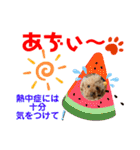 トイプードル（晴明）6（個別スタンプ：29）