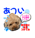 トイプードル（晴明）6（個別スタンプ：30）