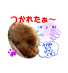 トイプードル（晴明）6（個別スタンプ：31）