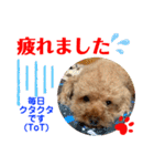トイプードル（晴明）6（個別スタンプ：32）