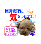 トイプードル（晴明）6（個別スタンプ：33）