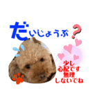 トイプードル（晴明）6（個別スタンプ：34）