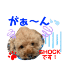 トイプードル（晴明）6（個別スタンプ：35）