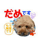 トイプードル（晴明）6（個別スタンプ：36）