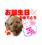 トイプードル（晴明）6（個別スタンプ：38）