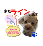 トイプードル（晴明）6（個別スタンプ：39）