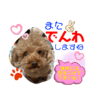 トイプードル（晴明）6（個別スタンプ：40）
