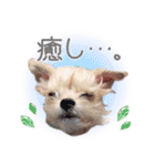 みやざわさんちの3きょうだい（個別スタンプ：12）