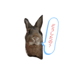 CoCoaさんスタンプ（個別スタンプ：1）
