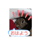 CoCoaさんスタンプ（個別スタンプ：4）