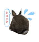 CoCoaさんスタンプ（個別スタンプ：6）