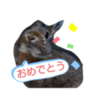 CoCoaさんスタンプ（個別スタンプ：8）