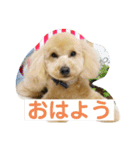 トイプーのHappyスタンプ❤（個別スタンプ：1）