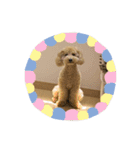 トイプーのHappyスタンプ❤（個別スタンプ：9）