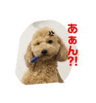 トイプーのHappyスタンプ❤（個別スタンプ：10）