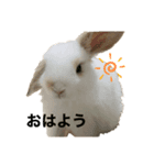 うさぎのぽぽんくん。（個別スタンプ：1）