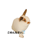 うさぎのぽぽんくん。（個別スタンプ：5）