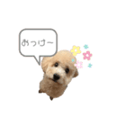 ウピ 第2弾（個別スタンプ：7）