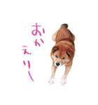 犬スタンプ2（個別スタンプ：6）