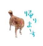 犬スタンプ2（個別スタンプ：8）