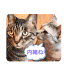 にゃんこ達が一言（個別スタンプ：1）