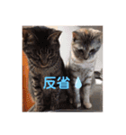 にゃんこ達が一言（個別スタンプ：2）