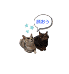 にゃんこ達が一言（個別スタンプ：3）