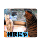 にゃんこ達が一言（個別スタンプ：4）