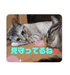 にゃんこ達が一言（個別スタンプ：5）
