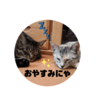 にゃんこ達が一言（個別スタンプ：6）