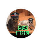 にゃんこ達が一言（個別スタンプ：8）