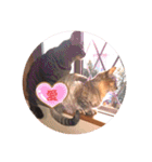 にゃんこ達が一言（個別スタンプ：11）