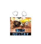 にゃんこ達が一言（個別スタンプ：12）