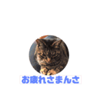 にゃんこ達が一言（個別スタンプ：16）