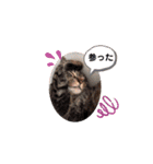 にゃんこ達が一言（個別スタンプ：17）