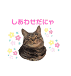にゃんこ達が一言（個別スタンプ：18）