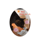 にゃんこ達が一言（個別スタンプ：20）