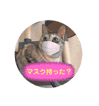 にゃんこ達が一言（個別スタンプ：23）