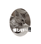 にゃんこ達が一言（個別スタンプ：24）