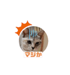 にゃんこ達が一言（個別スタンプ：27）