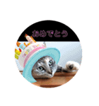 にゃんこ達が一言（個別スタンプ：30）