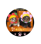 にゃんこ達が一言（個別スタンプ：31）